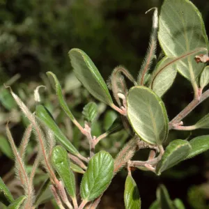 Cercocarpus traskiae, Wrigley Garden, Catalina Island