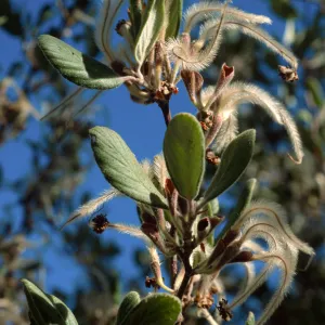 Cercocarpus traskiae, Wrigley Garden, Catalina Island