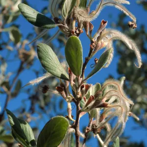Cercocarpus traskiae, Wrigley Garden, Catalina Island