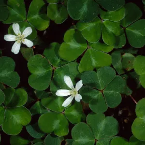 Oxalis oregana