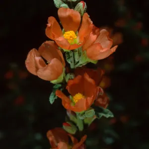 Sphaeralcea