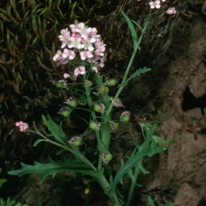 Santa Cruz Island, Thysanocarpus conchuliferus