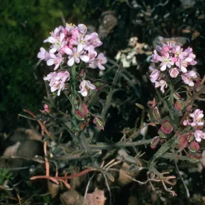 Santa Cruz Island, Thysanocarpus conchuliferus, ¾ mile West of Pichaco Diablo