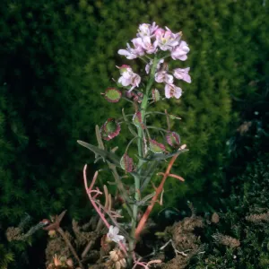 Santa Cruz Island, Thysanocarpus conchuliferus, ¾ mile West of Pichaco Diablo