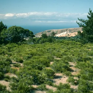 prostrate Adenostoma, Santa Cruz Island, near China Pines, 