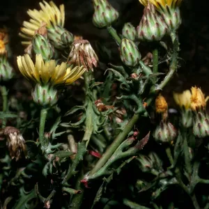 Malacothrix squalida, Mid-Anacapa Island