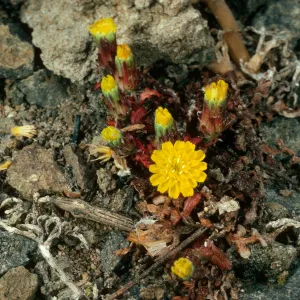  Malacothrix indecora, Santa Cruz Island, Black Point