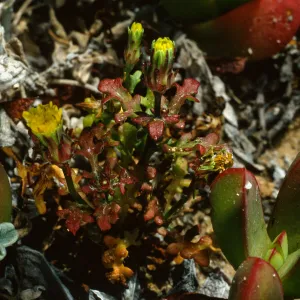  Mlacothrix indecora, San Miguel Island, just East of of Cuyler Harbor, SJ #6056,