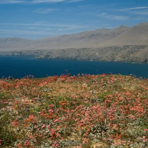  Lomatium, Santa Cruz Island, Sauces Canyon, along road to Pozo Beach