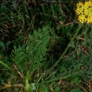  Lomatium, Santa Cruz Island, just West of field station, Central Valley