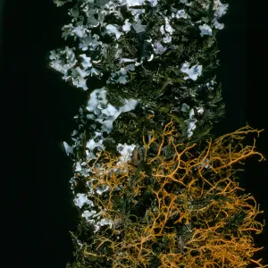 Lichens: Parmotrema chinense (Grey), Teloschistes flavicans (orange) on Quercus tomentella, Santa Rosa Island, Black Mountain