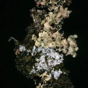 Lichens: Flavopunctelia flaventior (green-grey), Punctelia subrudecta (grey) on Quercus tomentella