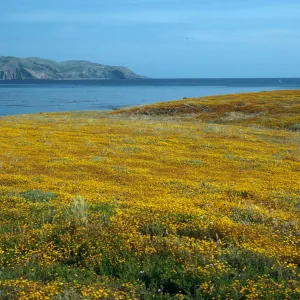 Lasthenia, Santa Cruz Island, East of Fraser Point,