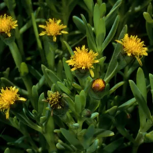 Jaumea carnosa, Santa Cruz Island, Sauces Canyon