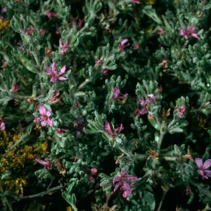 Frankenia, Santa Cruz Island, Fraser Point