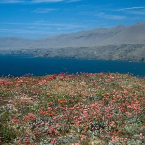 Eriogonum grande rubescens, Santa Cruz Island