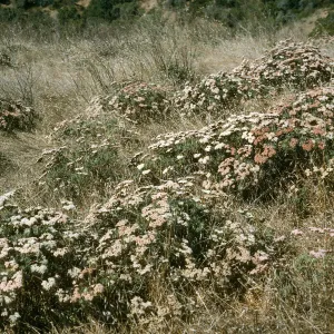 Eriogonum arborescens, Santa Cruz Island