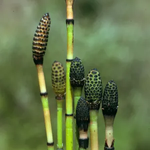 Equisetum laevigatum, Santa Cruz Island, SC-3189