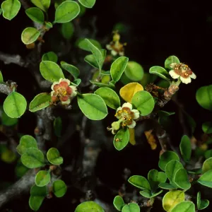 Euphorbia misera, Santa Barbara Botanic Garden