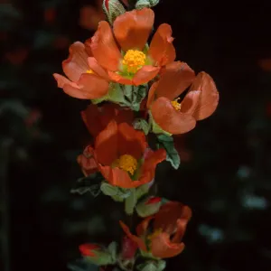 Sphaeralcea