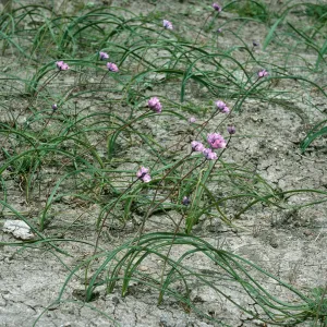 Dichelostemma, Santa Cruz Island