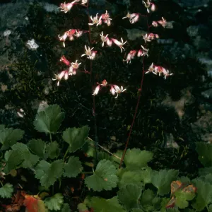 Rose Valley Falls, Heuchera caespitosa