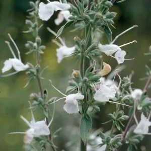 Salvia apiana (White Sage), San Roque Canyon