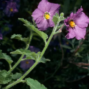 Solanum xantii, San Roque Canyon 