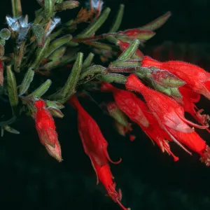 Epilobium canum, Santa Cruz Island, South Ridge Road, above Laguna Canyon