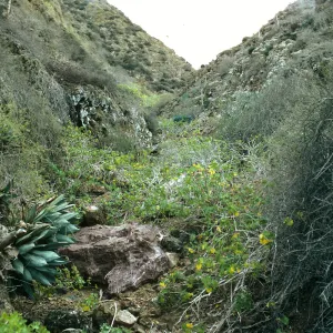 Canyon, north side of West San Benito Island