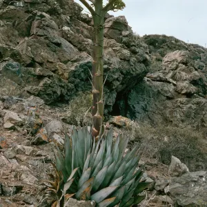 Agave, West San Benito Island, North side of island