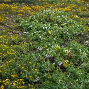 Hemizonia streetsii, Lavatera venosa, West San Benito Island, trail, East of lighthouse
