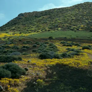 Hemizonia streesii, West San Benito Island, Northwest side