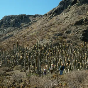 Lophocereus, East San Benito Island