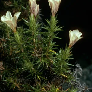 Leptodactylon veatchii, Cedros Island, Cañada de La Mina 