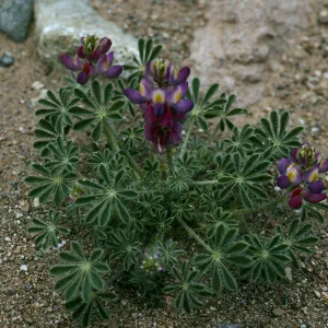 Lupinus sparsiflorus, Cedros Island, Arroyo choyal