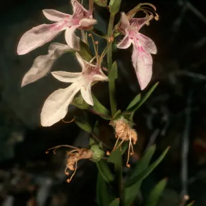 Teucrium glandulosum, Cedros Island, , upper Cañada de La Mina, SJ#1807
