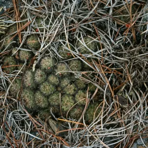  Mammillaria goodridgii under pines, Cedros Island, West of head of Cañada de La Mina,