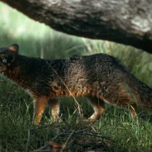 Santa Cruz Island, Island Fox, El Tigre