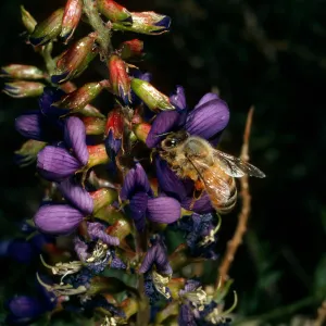 Dalea fremontii, Psorothamnus fremontii, Redrock Canyon