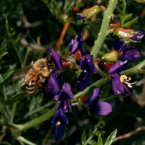 Dalea fremontii, Psorothamnus fremontii, Redrock Canyon