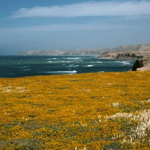 Lasthenia, Santa Rosa Island, near mouth of Garañon Canyon