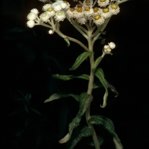 Anaphalis margaritacea, Big Sur, Old Coast Road
