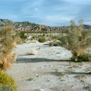 Psorothamnus spinosus, Anza Borrego, June wash