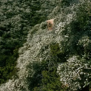 Ceanothus megacarpus, Tunnel Road