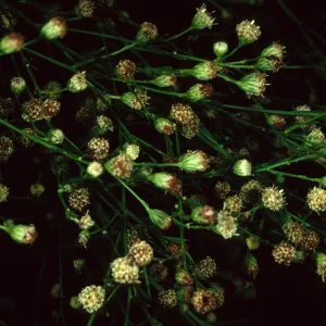 Baccharis Malibuensis, SBBG