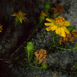 Hemizonia mintnornii, SBBG