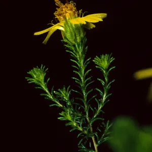 Hemizonia minthornii, SBBG