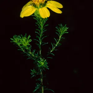 Santa Barbara Botanic Garden, Hemizonia minthornii