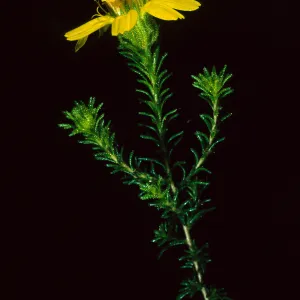 Hemizonia minthornii, SBBG 